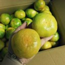 서촌농장 이미지