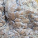 메주콩 서리태 결명자 취나물 우엉 감초 콩잎깻잎 청국장 된장작두콩 이미지