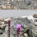 어도스테이 이미지