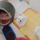 아지