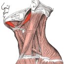 mid-thoracic dysfunction의 자가치료법. 너무도 중요한 문제라 다시 정리할 예정 이미지