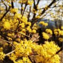 산수유꽃길로 이미지