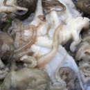 [국내여행/3월축제] 충남 보령 무창포 쭈꾸미 축제 (3.13~4.11) 이미지