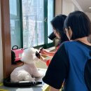 개인정애견샵 이미지