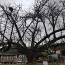 쌍학리 효열각 이미지