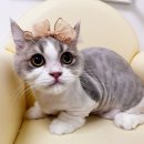 스완코코 이미지