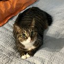 고롱고롱 이미지