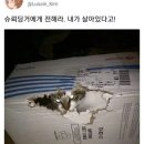 리브스테 이미지