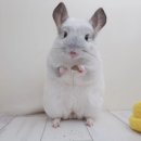 이* - 해남군 | 이*