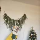 멍블랑 | 충남 당진 반려견동반 카페 애견운동장 추천 끝판왕 멍블랑