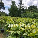 애란농장 이미지