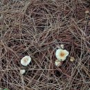 다발꽃애기버섯 이미지