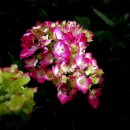 가다오다 이미지