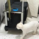 화개4길 | 충주 카페트 청소:) 마더스 홈케어 건식 습식 살균케어까지 솔직후기