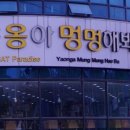 야옹아멍멍해봐 이미지