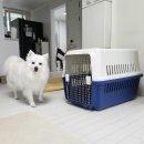 행복켄넬 | 강아지 이동장 중형견 켄넬 행복켄넬 400 내돈내산 후기