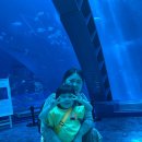 로얄 수족관 | 오키나와 츄라우미 수족관 &amp; 로열 뷰 호텔 츄라우미 숙박후기｜4살 아이와 렌트카 여행, 역주행할 뻔한...