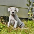 도고농장 이미지