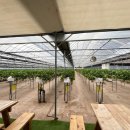 킴스베리 이미지