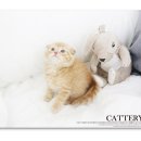 폴캐터리 이미지