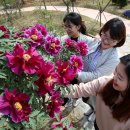 모란공원 이미지