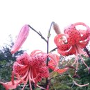 나리가펜션 이미지