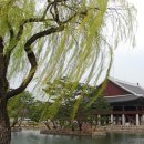 버드나무 이미지