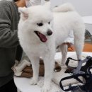 카페온니담 | 대구 달성군 애견카페, 실내와 잔디 운동장 있는 카페온니담