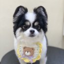 아미고펫 이미지