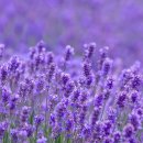 호텔 라벤더 제주 이미지