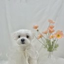 무거동 봄이네 이미지