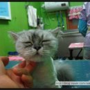 애니펫살롱 이미지