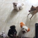 애니몰하우스 이미지