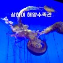 점박이 물범가족 | 상하이 해양수족관, 동방명주 근처 비오는 날 1순위 여행지