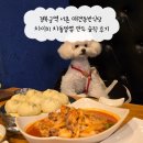 차이치 | 경복궁역 서촌 애견동반식당 차이치 차돌짬뽕 만두 솔직 후기