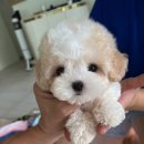 디자인독 이미지