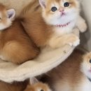 달콤하니냥 이미지