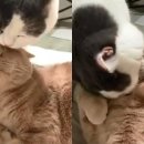 애정그루밍 이미지