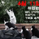 행복한고양이 이미지