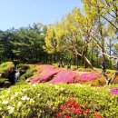 철쭉길 | 제 3회 영인산 철쭉제 방문 후기, 철쭉길 위치 소개