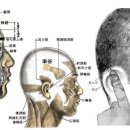 솔곡혈 GB8 솔곡(率谷 2개혈) : 足少陽與足太陽經之會穴. 이미지