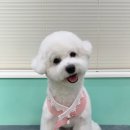 딸기애견미용실 이미지