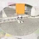 멍멍스토리 | 천안 강아지입양 펫샵 방문 후 폼피츠분양 결심한 이유