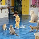 아이캣 | 익산 고양이 분양 카페 실내 아이와 아이캣유 추천 재방문 후기