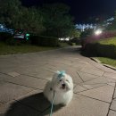 ㈜휴먼앤펫 | [홍천 소노펫클럽앤리조트] 소노펫 프레지덴셜 스위트 Pet Club 파크뷰 투숙 후기❤️🐶