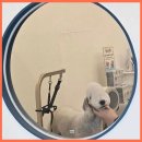 릴리리독 | 송도애견미용 송도의 럭셔리 펫케어서비스, 릴리리독의 애견 특별한 트리트먼트