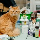 펫하우스 동물병원 이미지