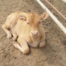 두레축산 이미지