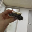 해동카센타 | ☆대구 월성동 꼬모맨션 후기☆[피스타치오모찌, 흑임자모찌, 황치즈 모찌 보관방법 맛있게 먹는 법]