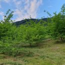 지리산꾸지뽕농장